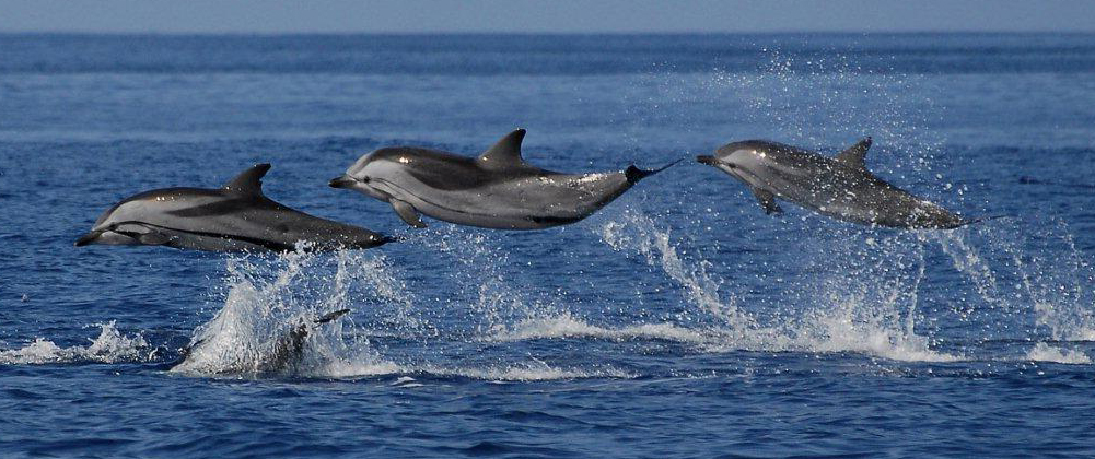 Azory - dovádějící delfíni
