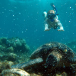 Apo Island - Jitka plave se želvou obrovskou