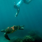 Apo Island - Pavel se plave skamarádit se želvou