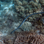 Apo Island - mořský had