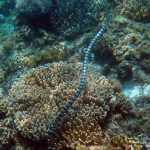 Apo Island - mořský had