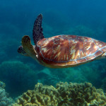 Apo Island - ladný plavecký styl želvy obrovské