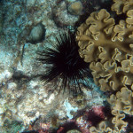 Apo Island - mořský ježek