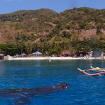 Filipíny - krmení velrybích žraloků