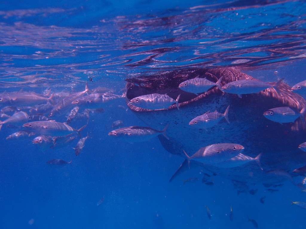Filipíny - velrybí žralok