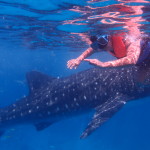 Filipíny - velrybí žralok na dotek
