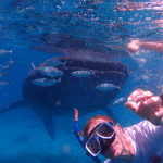 Filipíny - velrybí žralok ve společnosti Jitky