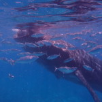 Filipíny - velrybí žralok