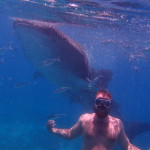 Filipíny - velrybí žralok s Martinem