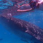 Filipíny - velrybí žralok s Kristinou