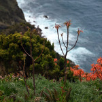 Azory - Pico - dramatické útesy s divokou květenou