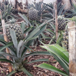 Azory - Sao Miguel - ananasová plantáž