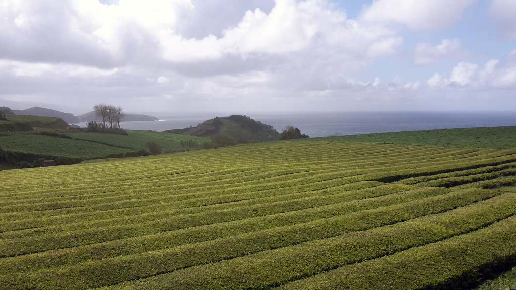 Azory - Sao Miguel  - čajová plantáž