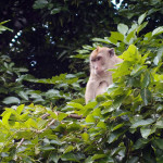 Mauricius - mauricijská opice