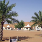 Omán - poušť Wahiba - Desert Night Camp - palmy