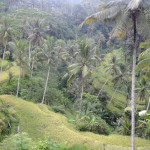 Bali - cesta k chrámu Gunung Kawi