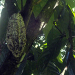 Bali - kakaovník v Sekumpul