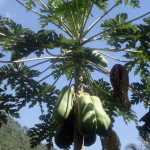 Bali - papaja v Sekumpul