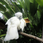 Bali - ptačí park v Ubudu - bílý papoušek