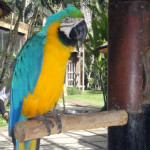 Bali - ptačí park v Ubudu - papoušek