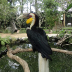 Bali - ptačí park v Ubudu