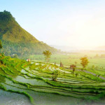 Bali - všudypřítomná rýžová pole