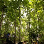 Deštný prales - přírodní prostředí nártouna