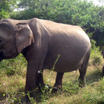 Srí Lanka - národní park Yala - sloni