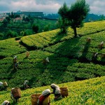 Srí Lanka - Kandy - čajové plantáže