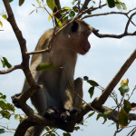 Srí Lanka - opice