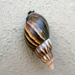 Seychelly - snail