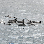 Mauritius - výlet katamaránem na ostrov Ille Aux Cerf - delfíni