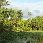 Mauricius - botanická zahrada