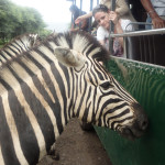 Mauritius - Casela park - safari