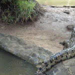 Mauritius - Le Vanille - krokodýli