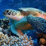 Mauritius - šnorchlování se želvou