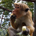 Srí-Lanka-Dambulla-opice