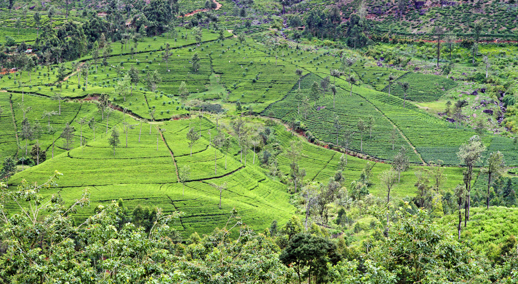 Srí-Lanka-Nuwara Eliya-čajové-plantáže