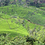 Srí-Lanka-Nuwara Eliya-čajové-plantáže
