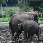 Srí-Lanka-Pinnawela-sloní-sirotčinec
