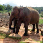 Srí-Lanka-Pinnawela-sloní-sirotčinec