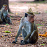 Srí-Lanka-Polonnaruwa-opice