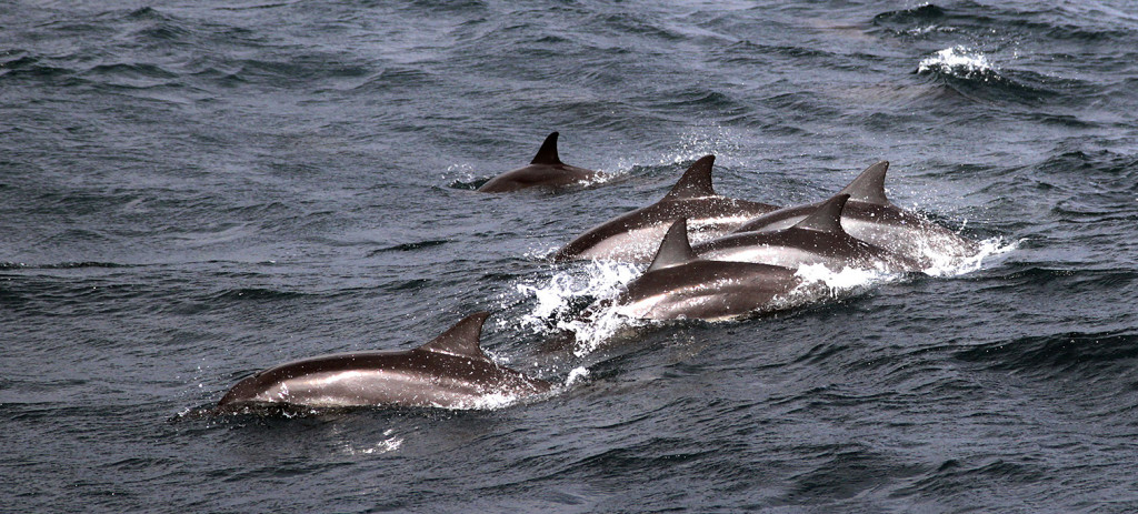 Srí-Lanka-pozorování-delfínů