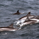 Srí-Lanka-pozorování-delfínů