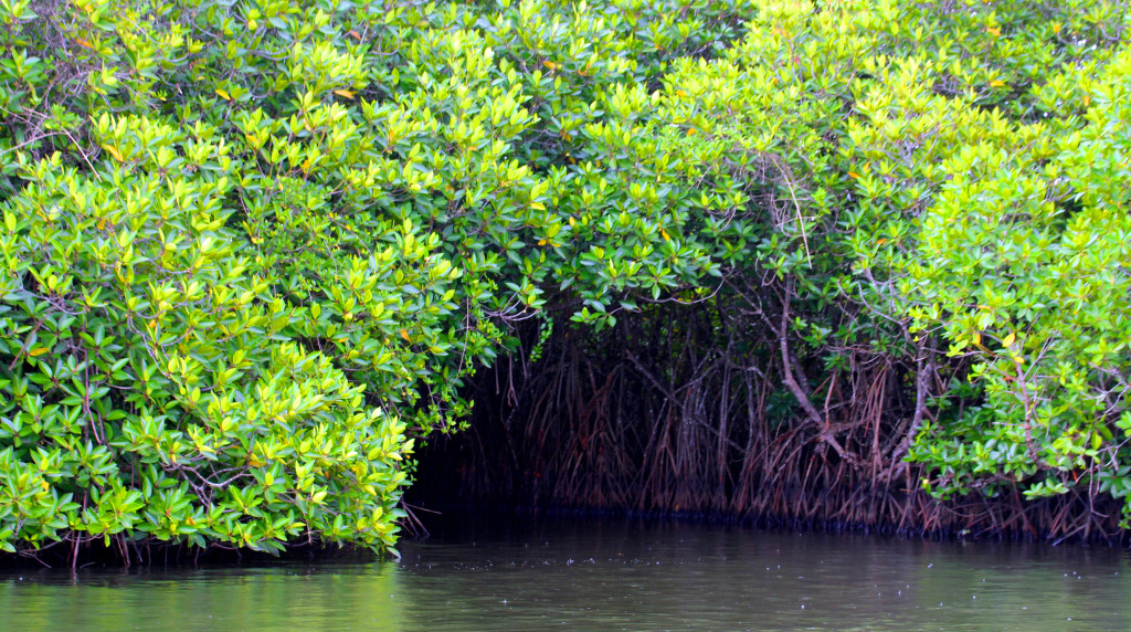Srí-Lanka-projížďka-lodí-mangrovníky