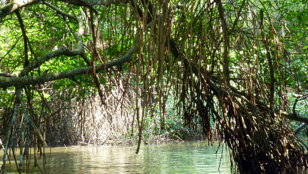 Srí-Lanka-projížďka-lodí-mangrovníky
