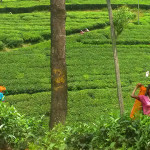 Srí-Lanka-sběračky-čaje-Nuwara-Eliya