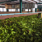 Srí-Lanka-výroba-čaje-Nuwara-Eliya