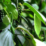 Srí-Lanka-zahrada-koření-pepř