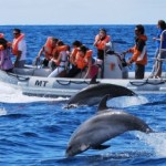 Azory-Pico-delfíni